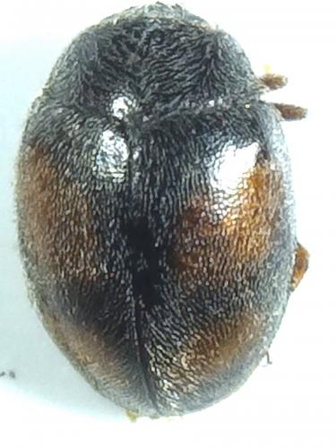 Nephus quadrimaculatus